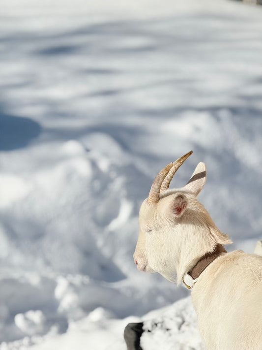 - 2月の営業日 -